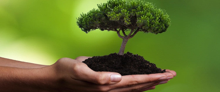 Living Sustainability