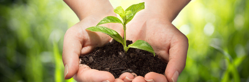 Sustainability in Focus